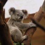 image of koala